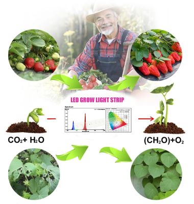 1W SMD 3030 Blaue LED Wachstumslicht-Chip 440-470nm 300mA 3,0-3,4 V